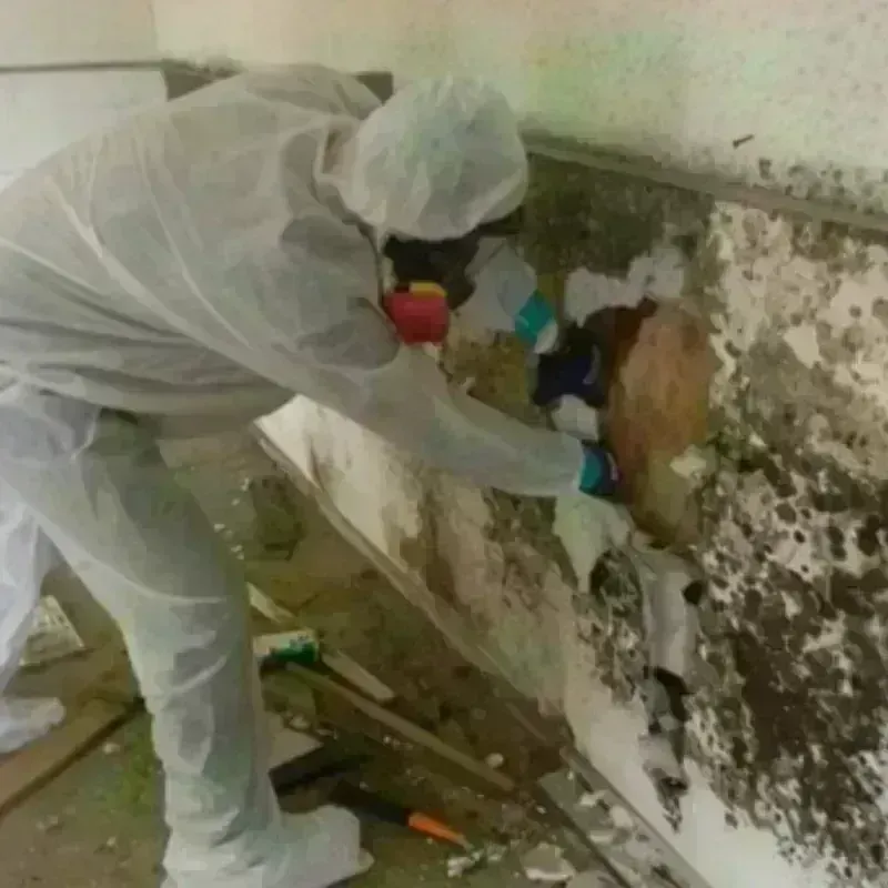 Mold Remediation and Removal in Emmet County, MI